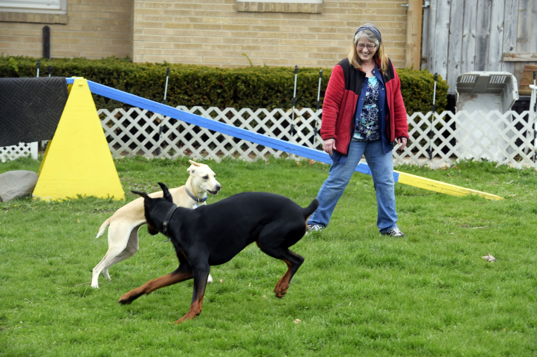 Dogs playing together